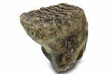 Woolly Mammoth Upper M Molar - Hungary #295871-2